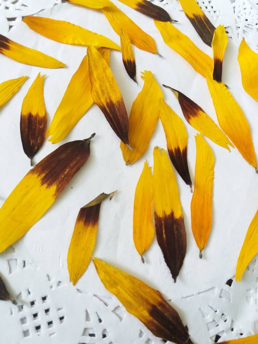 Sunflowers Petals. Pressed Petals Sunflowers. Dried Flowers.sunflowers