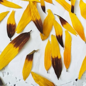 Pétales de tournesol. Tournesols aux pétales pressés. Fleurs séchées.Tournesols.Herbier. Pour Oshibana, cartes, scrapbooking, décoration