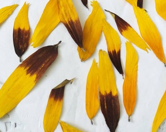 Sunflowers petals. Pressed petals sunflowers. Dried Flowers.Sunflowers.Herbarium. For Oshibana, Cards, Scrapbookin, Decor