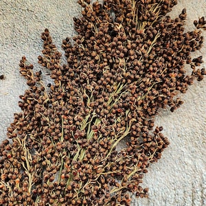 May include: A bunch of dried brown sorghum stalks with seed heads. The stalks are arranged in a fan shape and are against a light gray background.