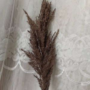 May include: A single stem of dried pampas grass with brown plumes against a white lace background.