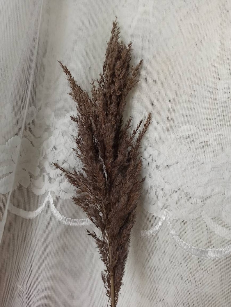 May include: A single stem of dried pampas grass with brown plumes against a white lace background.