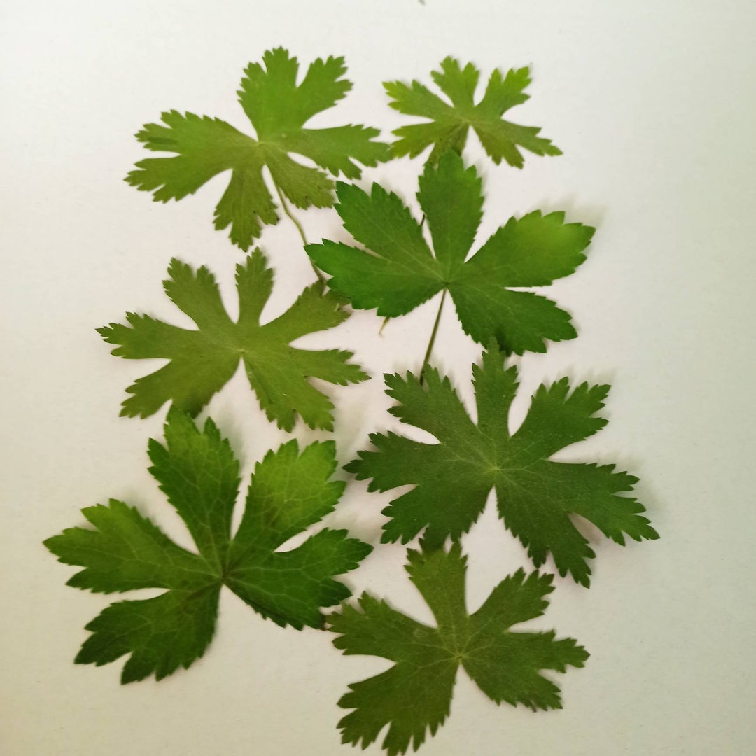 Dried Greenery Small Leaves,pressed Leaves,greenery Leaf,small Dried