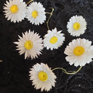 25 dried flowers,dry flowers,flowers for resin craft, tiny dried flowers ,dry flower supply, Flower for Soap Making,Flower for Candle Making