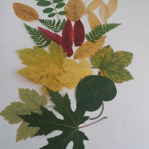 100 pcs Pressed Fall Leaves,Dried Autumn Leaves, Thanksgiving Decor, Botanical material crafts, Dried Fall Leaves,Leaf Art, different leaves