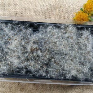 Dandelion Seeds , dried dandelion seeds, dandelion for resin