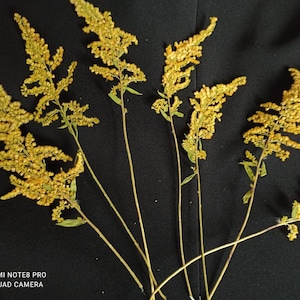 Tallos de flores de vara de oro prensados, Solidago canadensis, flores silvestres amarillas secas para manualidades, fabricación de tarjetas, flores para resina, pequeñas flores amarillas