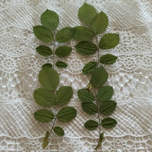 20 PCS Foglie di fiori pressati,Fiori pressati essiccati reali,Foglie essiccate di rosa,Foglie verdi piccole,cornice di fiori pressati,Foglie pressate