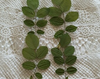 20 foglie di rosa pressate, fiori secchi verdi veri, materiale per l'artigianato