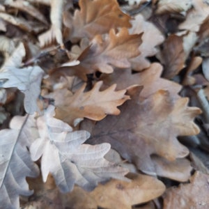 May include: A pile of brown and gray oak leaves, some with a lighter, almost white, color.