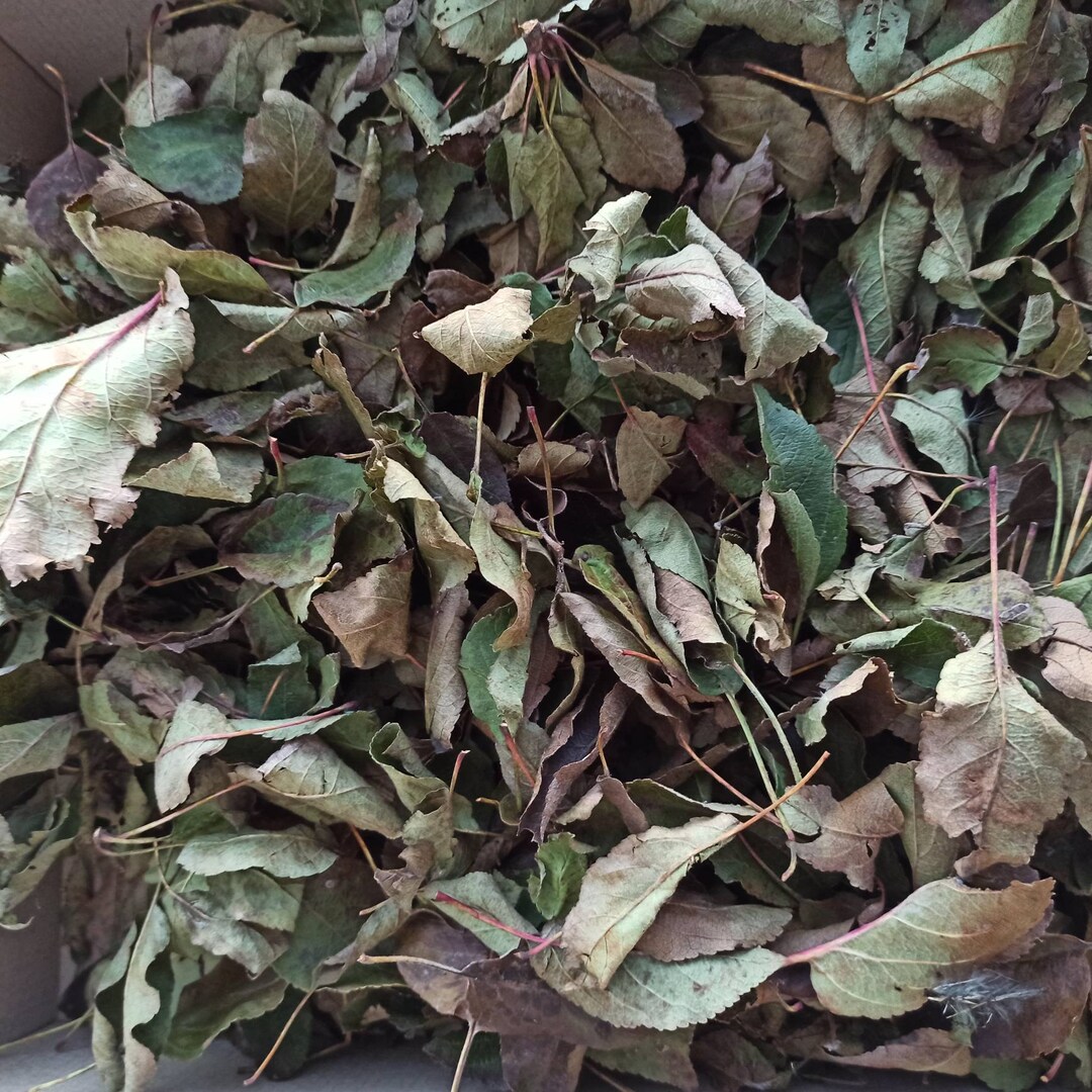 500 G Dried Apple Leaves, Organic Apple Leaves, Hamster Sprays Etsy