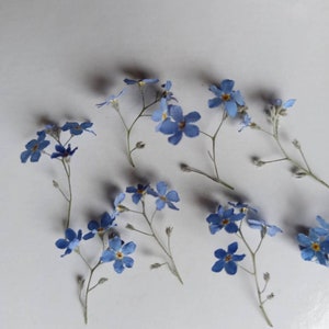 Dried Flowers for Resin Jewelry, Blue Real Ozothamnus Flowers, Dry Flowers  Small, Mini Tiny Flowers for Crafting, Rice Flowers 
