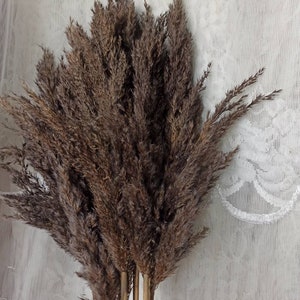 May include: A bunch of dried pampas grass with brown plumes. The stems are natural and have a light brown color.