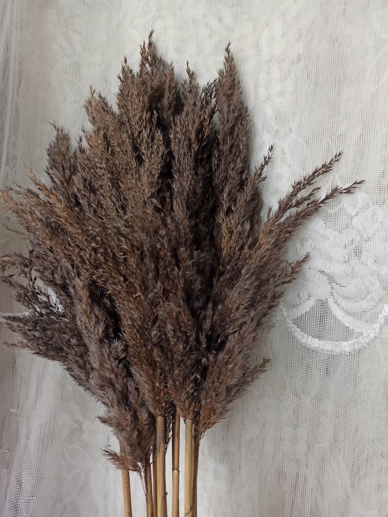 May include: A bunch of dried pampas grass with brown plumes. The stems are natural and have a light brown color.
