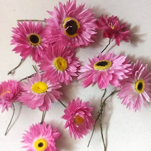 25 dried flowers,dry flowers,flowers for resin craft, tiny dried flowers ,dry flower supply, Flower for Soap Making,Flower for Candle Making