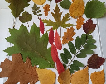30 hojas de otoño prensadas, material botánico para manualidades
