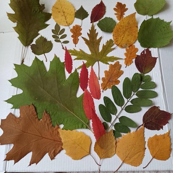 30 unités de vraies feuilles d'automne séchées et pressées, différentes feuilles. Matériel botanique pour travaux manuels, feuilles d'automne, enseignement, feuilles pressées