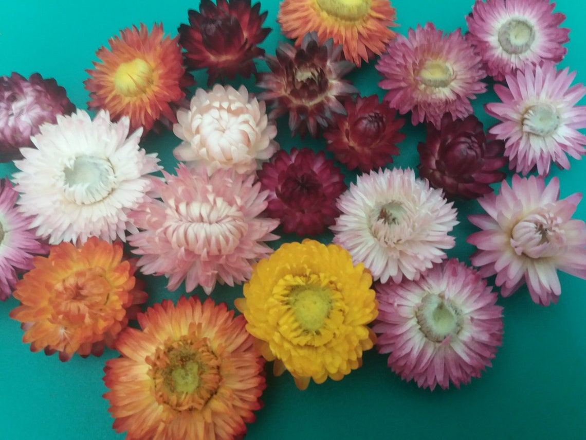 Dried Strawflower Headshelichrysum Flowerssmall Dried Etsy