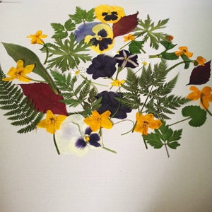 Fleur pressée, cadre de fleurs pressées, fleurs pour l’artisanat, fleurs pour cartes, fleur sèche mixte, vraies fleurs séchées, art de fleurs sèches, cadre de fleurs sèches