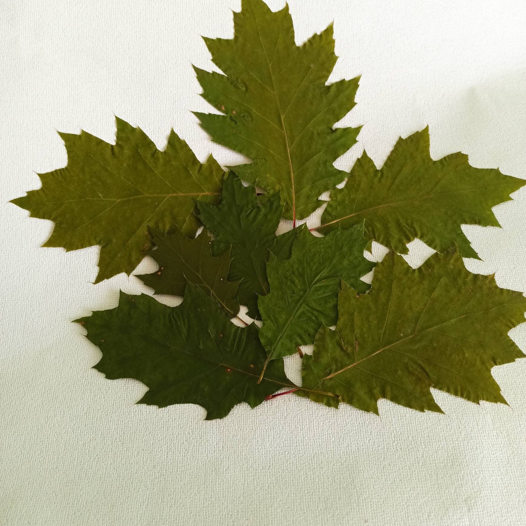 Ramo Dorato Della Quercia FOGLIE DI AUTUNNO DECORATIVE Decorazione Festiva Fotografia Stock
