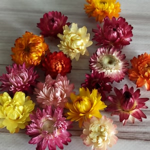 100 Dried flowers heads,Helichrysum flowers, dried flower,dry strawflower head,flowers for resin,dried flowers, dried flowers for wedding