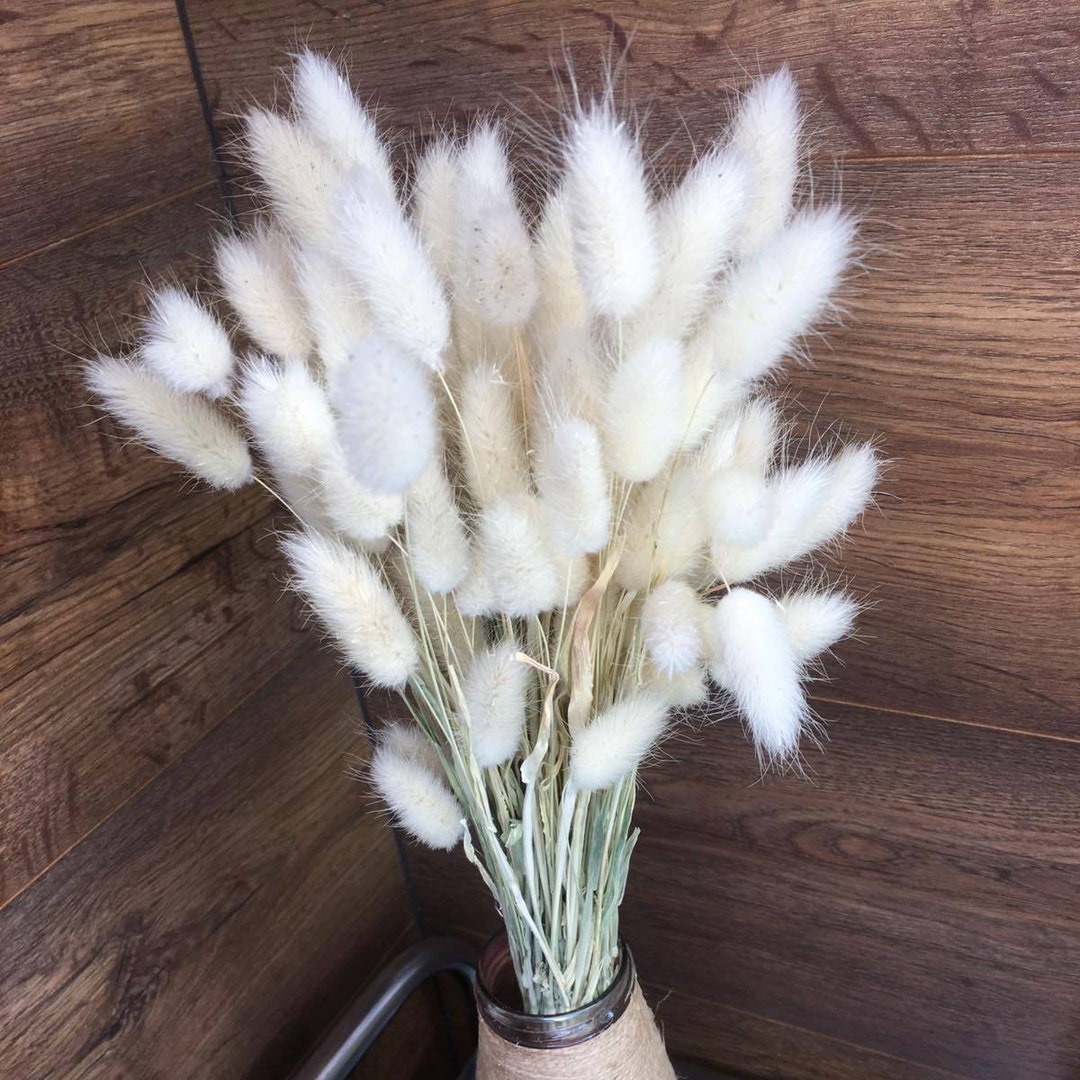 Bunny Tail Dried Flowers, White Bunny Tail Grass , White Lagurus Etsy
