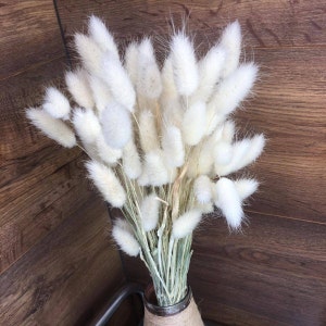 Bunny Tail Dried FLowers,  White Bunny Tail Grass , White Lagurus