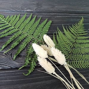 Falaris secos / Falaris secos blancos / Ramos de flores / Boda / Decoración del hogar / Flor eterna