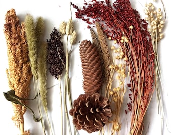 May include: A collection of dried plant materials, including pine cones, wheat, and red and brown grasses. The materials are arranged in a fan shape on a white background.