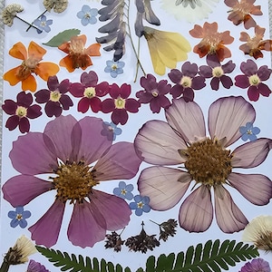 50 Gepresste Blumen getrocknete gepresste Blätter Mischpackung für Handwerk, getrocknete gepresste Blumenkunst, Hochzeitsblume, Kartenherstellung, Lesezeichenherstellung, Schmuck DIY