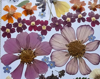 50 Pressed Flower Dried Pressed Leaves Mixed Pack for crafts,Dried Pressed Flower art,Wedding Flower,Card Making,Bookmark Making,Jewelry DIY