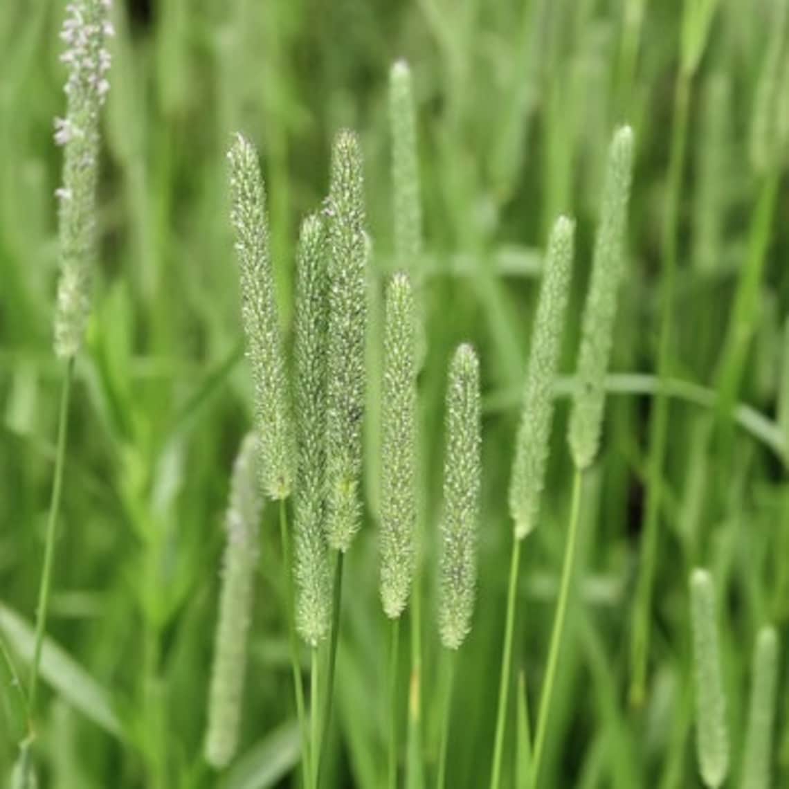 100 G Timothy Hay Seed Timothy Grass Seed - Etsy Australia