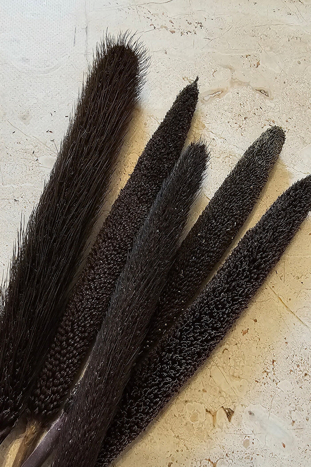 5pcs 5070 G African Millet, Pearl Millet Hamster