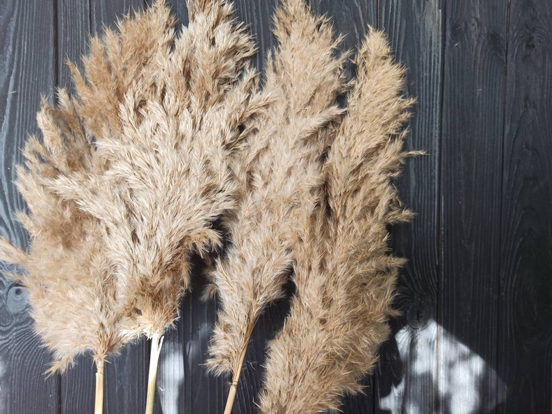 May include: Four dried pampas grass stems with feathery plumes in shades of beige and brown against a dark wood background.