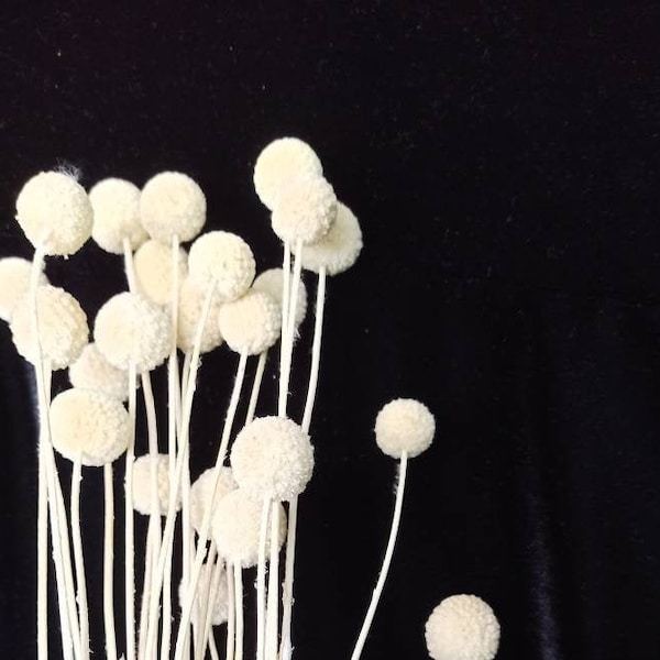 15 Stems Dried Billy Ball dry Craspedia, White Ball Billy Buttons dried flower floral arrangement Home Weddin,Dried Billy Ball