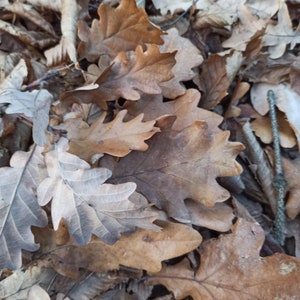 May include: A pile of brown and tan oak leaves on the forest floor.