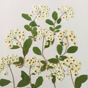 White dried flowers,dried pressed flowers,flowers epoxy resin,botanical Craft,pressed small flower,real pressed flowers,pressed wild flower