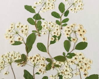 Fleurs sauvages blanches pressées, fleurs botaniques artisanales (15 pièces)