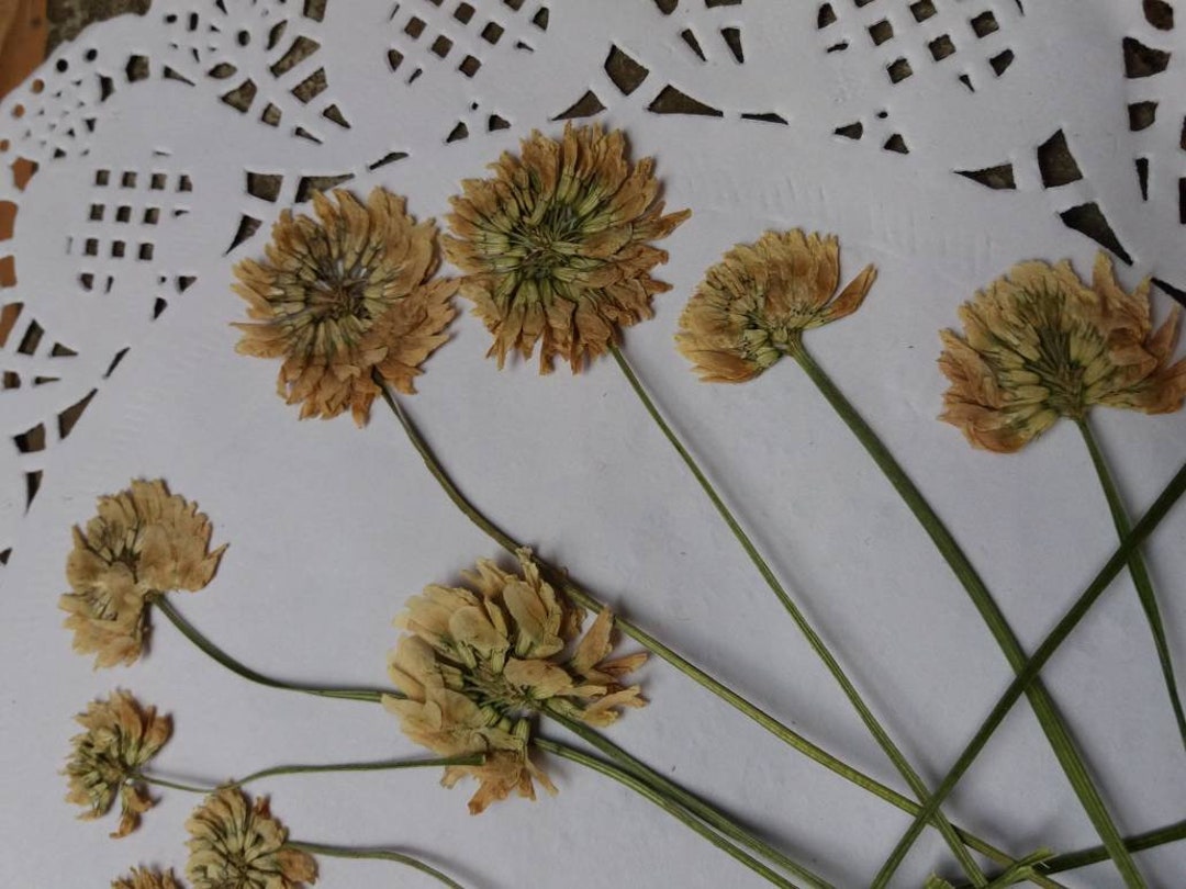 Real Dried Pressed Flowers,pressed Petals,scrapbooking,pressed Dry ...