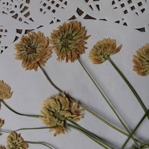 Flores prensadas secas reais, pétalas prensadas, álbum de recortes, flor seca prensada, cartão de flores secas, flores de joias de resina