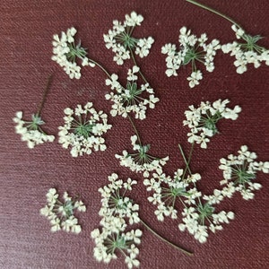 100 pcs Real Dried Pressed flowers,White Queen Anne&#39;s Lace,pressed petals,scrapbooking,pressed flower,dried flower card,resin jewelry flower