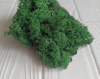 Preserved Green Moss, Aquamarine, Dried Reindeer Lichen, Art Wall Decor, Florist Decor, Easter Table Decor, Terrariums, Wedding decor