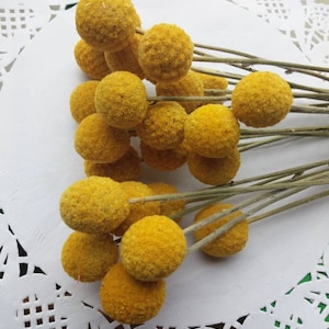 Może przedstawiać: Bukiet suszonych kulek billy, znanych również jako craspedia, w jasnożółtym kolorze. Kulki są zebrane razem i mają puszystą fakturę.