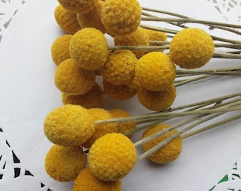 Dried Craspedia Billy Buttons, Yellow Floral Decor