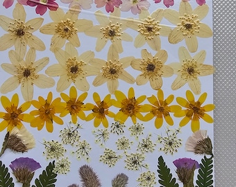 50 Pressed Flower Dried Pressed Leaves Mixed Pack for crafts,Dried Pressed Flower art,Wedding Flower,Card Making,Bookmark Making,Jewelry DIY