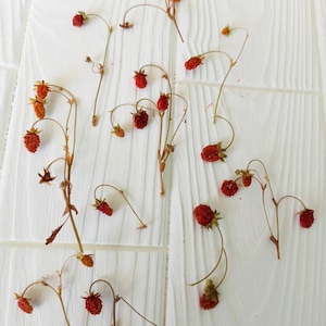 Dried "3D" Wild Strawberries on the stem (natural) for perfect for resin,Tiny dried berries, dry small strawberry for resin sphere pendants