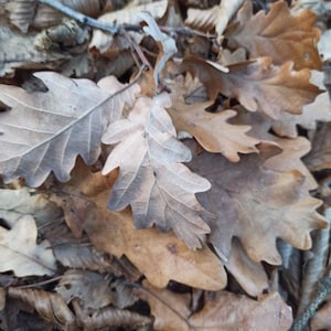 500 g Leaf Litter, Hermit Crab , Live Oak Leaf Litter, Oak Leaf,DIY Autumn decoration,Oak Leaves, Thanksgiving Day, Autumn Leaves,fall decor