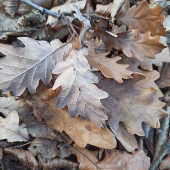 500 g Leaf Litter, Hermit Crab , Live Oak Leaf Litter, Oak Leaf,DIY Autumn decoration,Oak Leaves, Thanksgiving Day, Autumn Leaves,fall decor