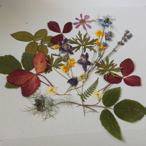 Gepresste Blume, gepresste Blumenrahmen, Blumen zum Basteln, Blumen für Karten, Gemischte trockene Blume, echte getrocknete Blumen, Trockene BlumenKunst, trockener Blumenrahmen