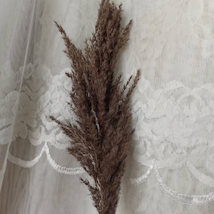 May include: A single stem of dried pampas grass with brown feathery plumes against a white lace background.